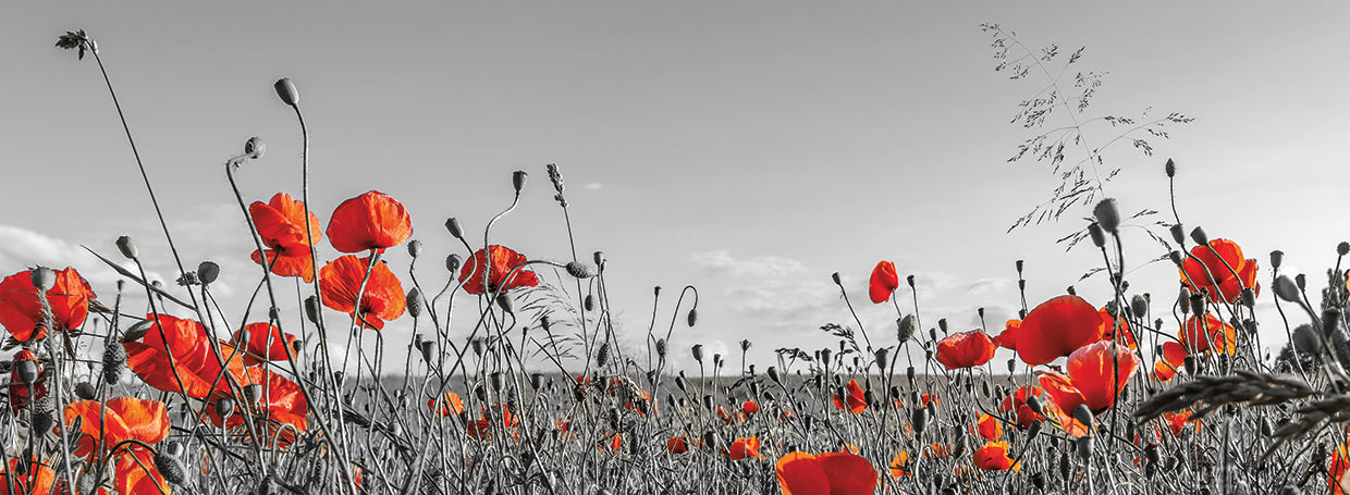 Lovely Poppy Field - panoramic view