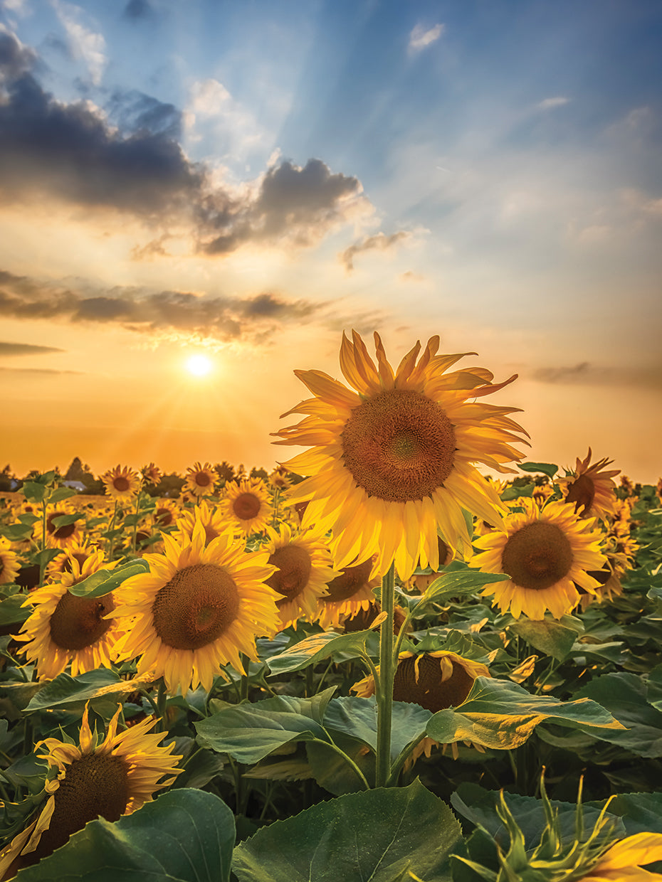 Sunset with beautiful sunflowers