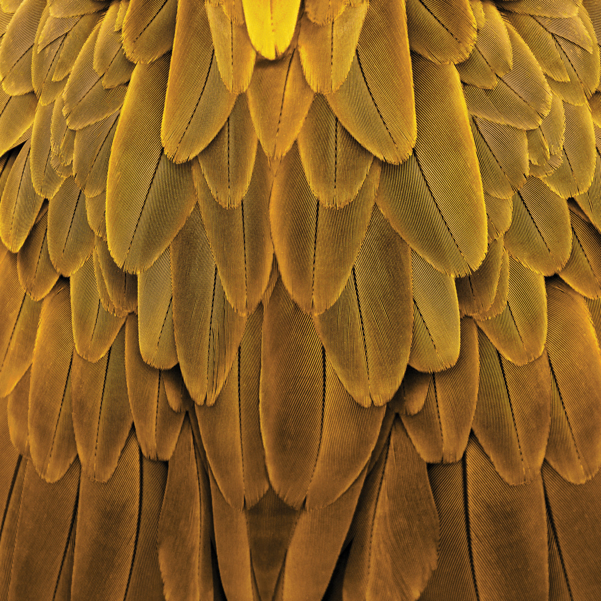 Feathered Friend - Golden