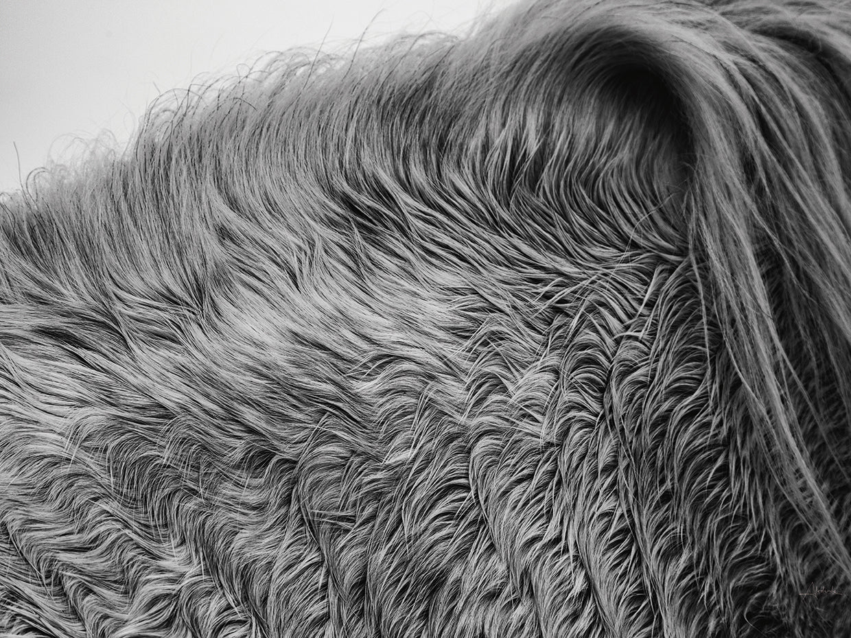 Horse Hair