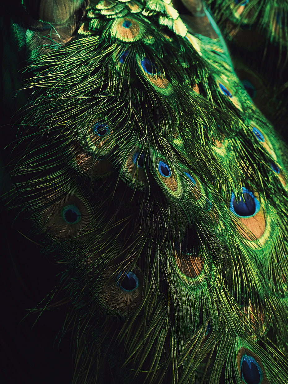 Peacock Tail
