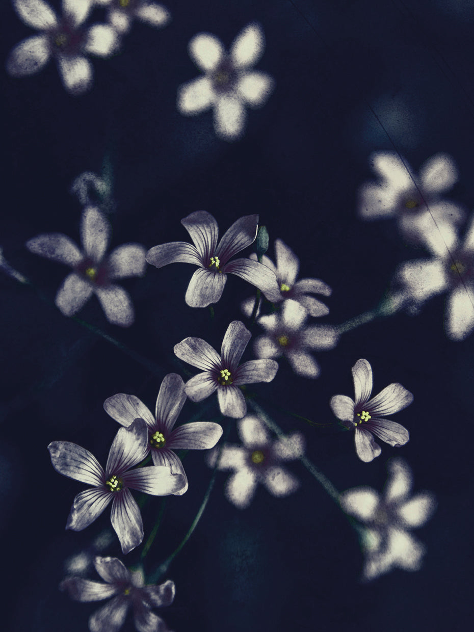 Small Flowers