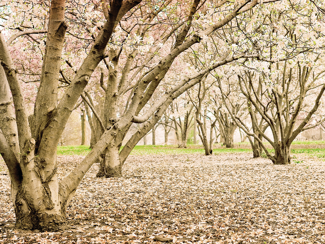 Spring Magnolias