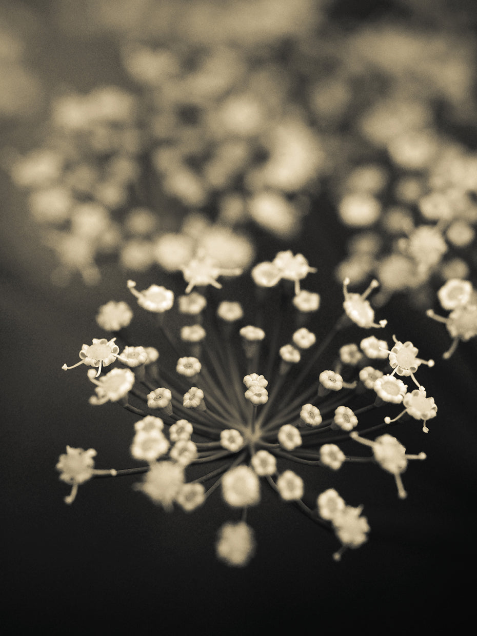 King Wood Flowers III