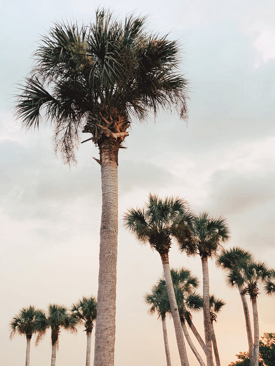 Tall Palms