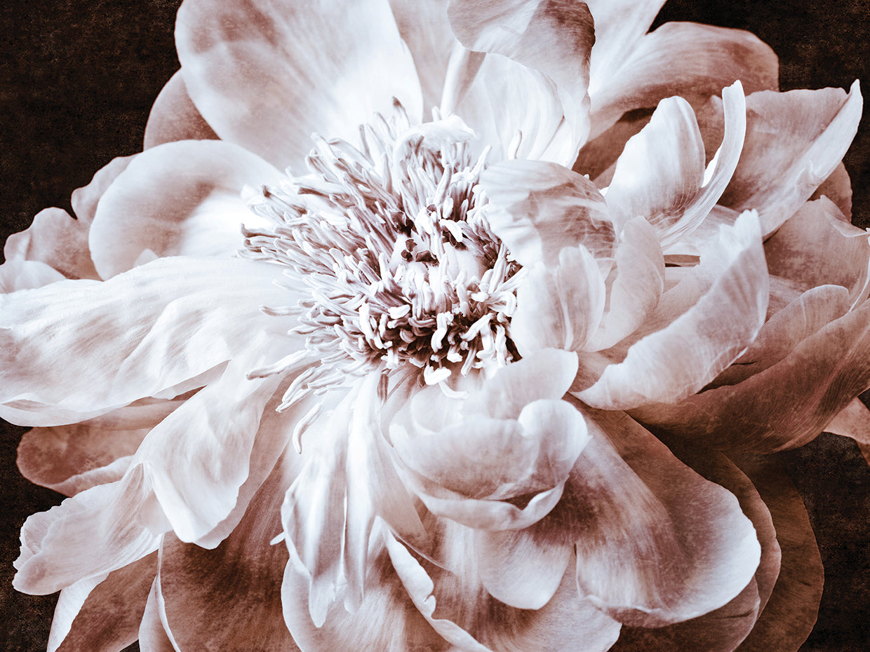 Sepia Peony I