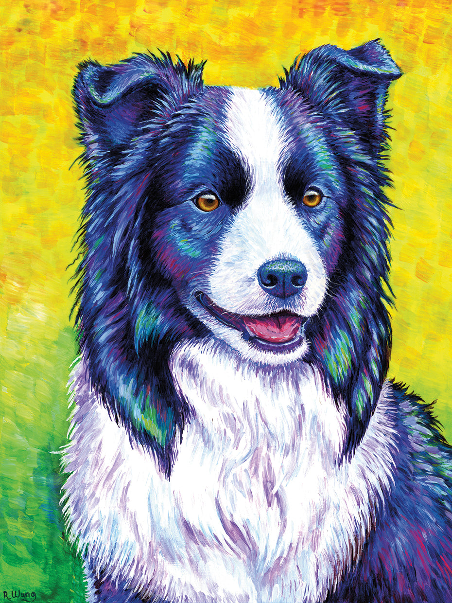 Border Collie