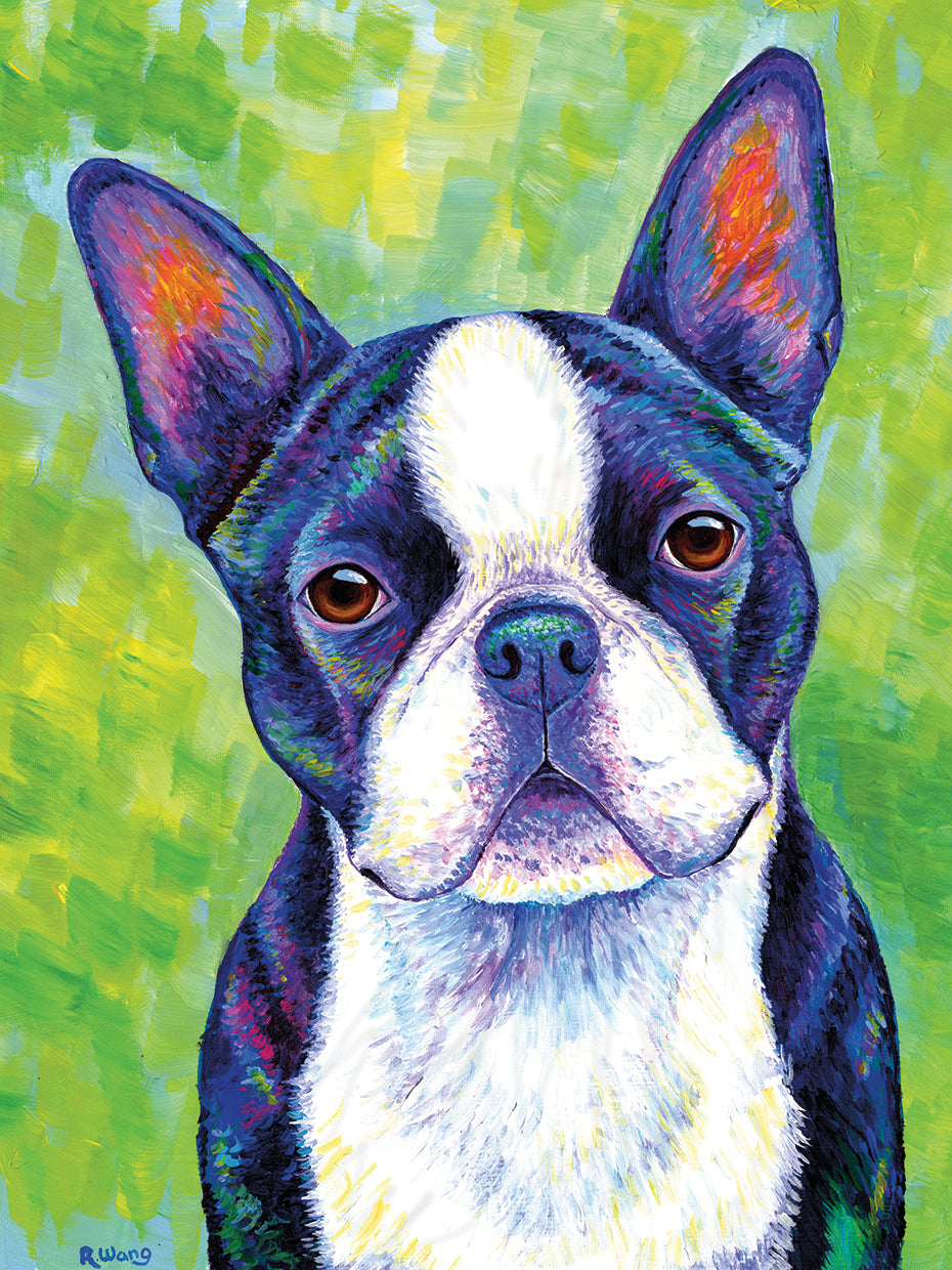 Boston Terrier