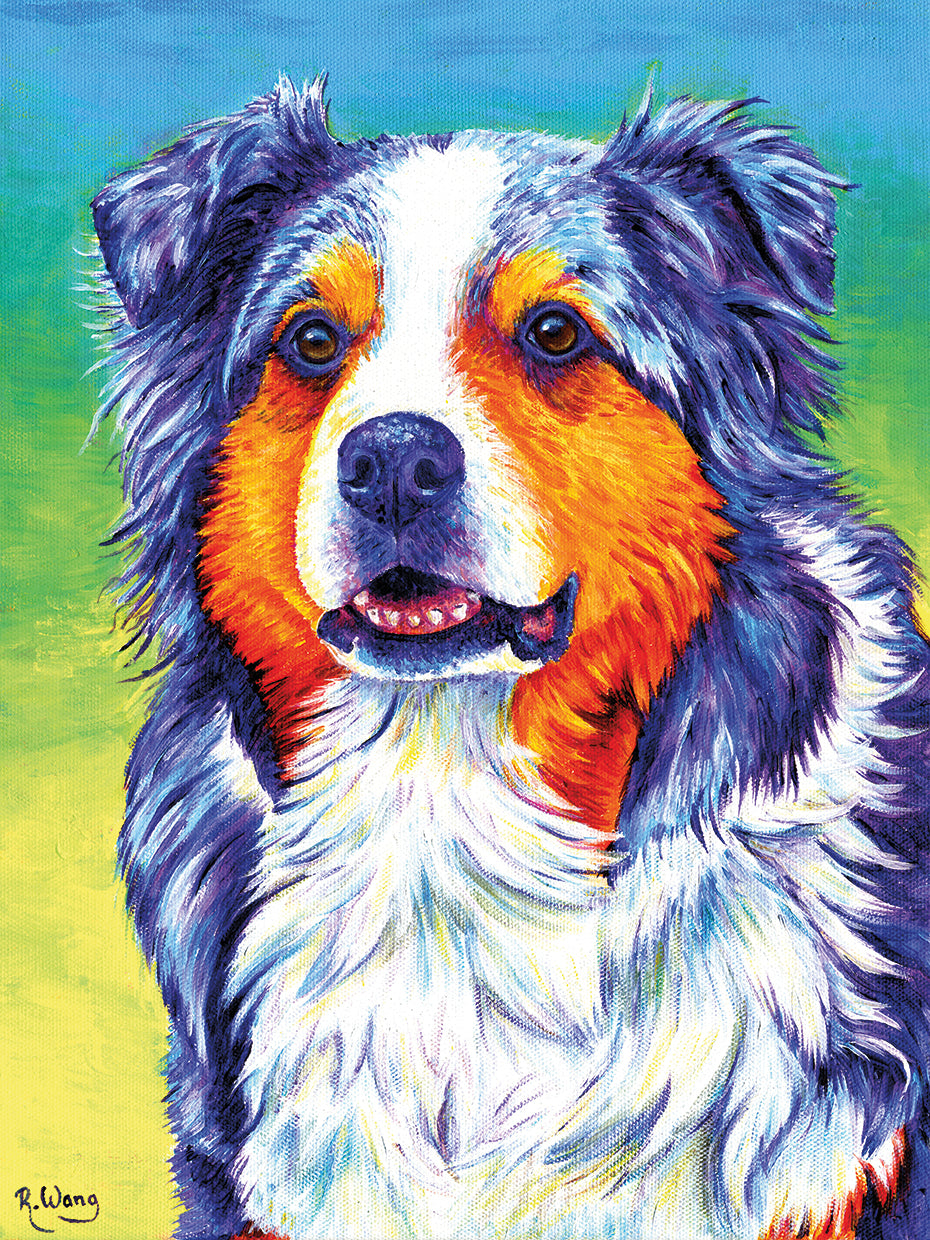 Blue Merle Australian Shepherd