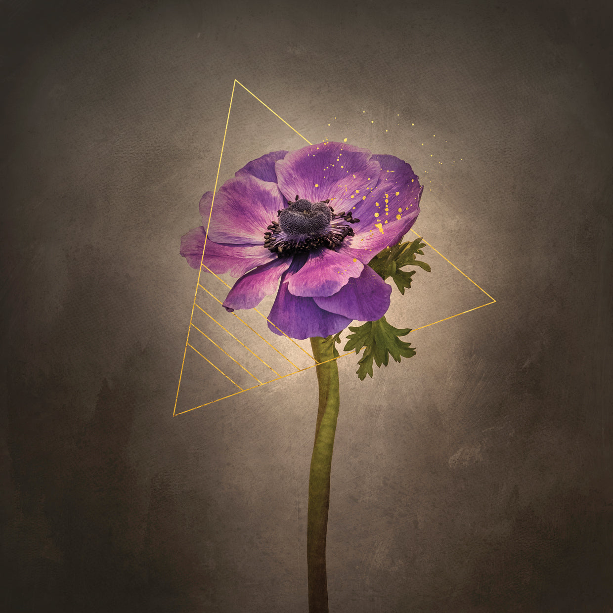 Graceful flower - Anemone coronaria | vintage style gold