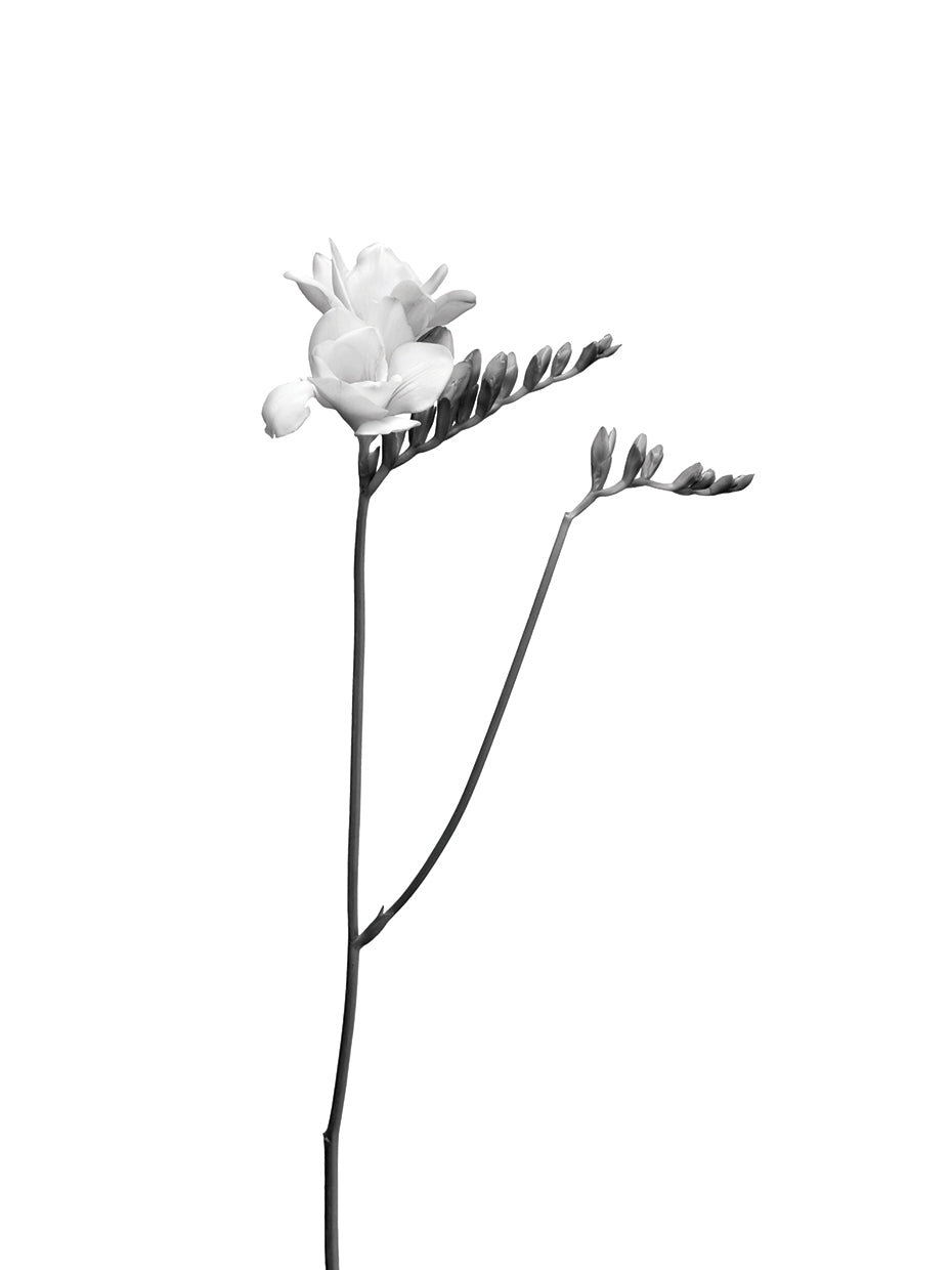 Freesia | bright design