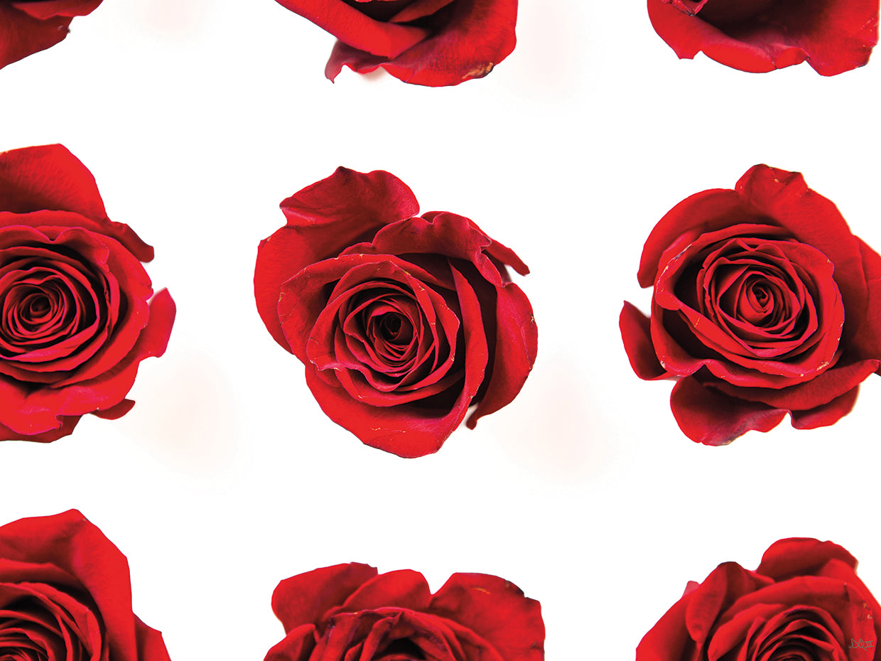Red Roses II