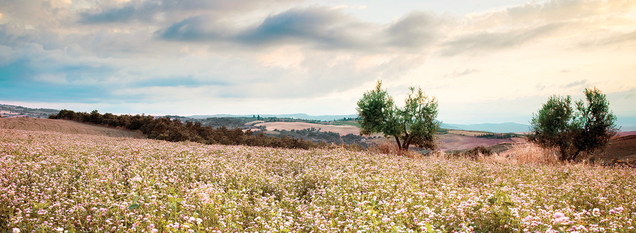 Tuscan Wildflowers