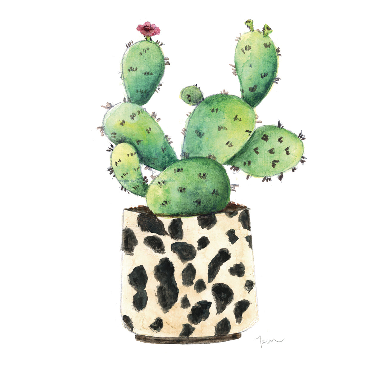 Spotted Cactus