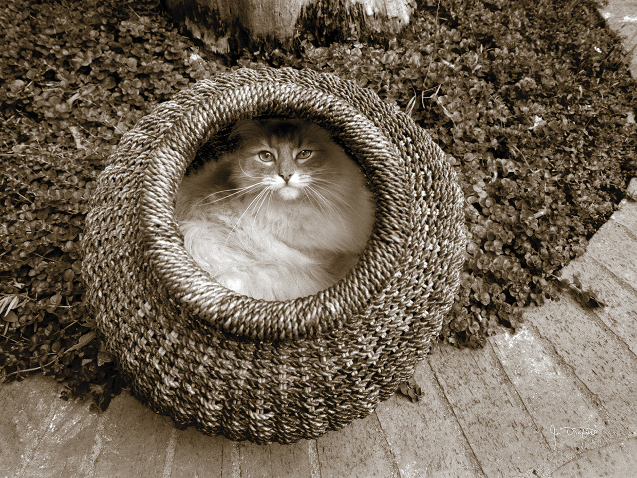 Cat in a Basket