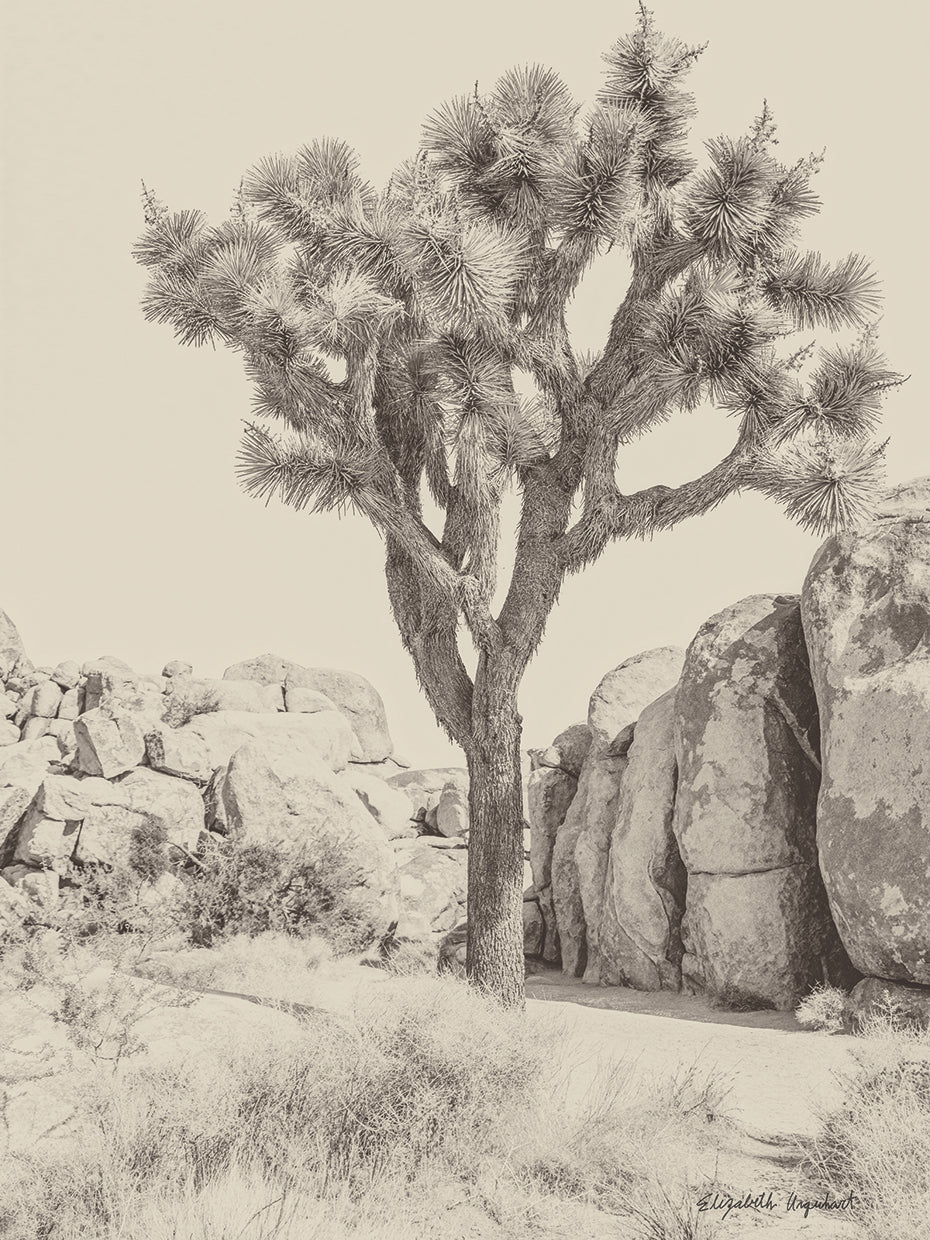 Joshua Tree IV Neutral