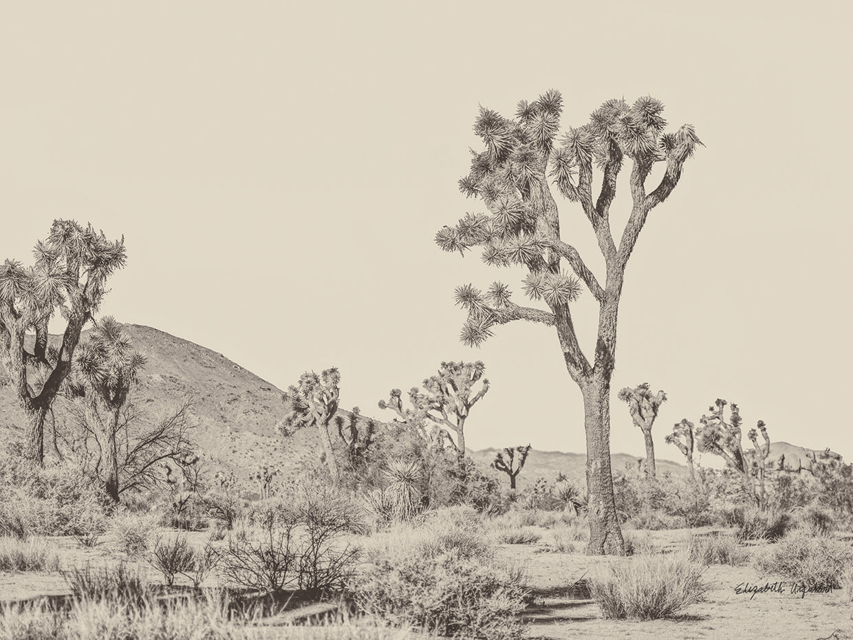 Joshua Tree II Neutral