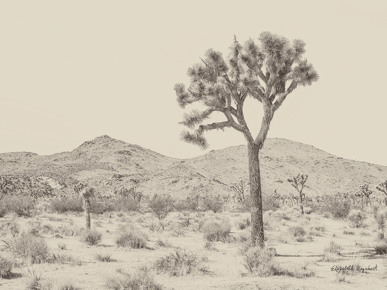 Joshua Tree I Neutral