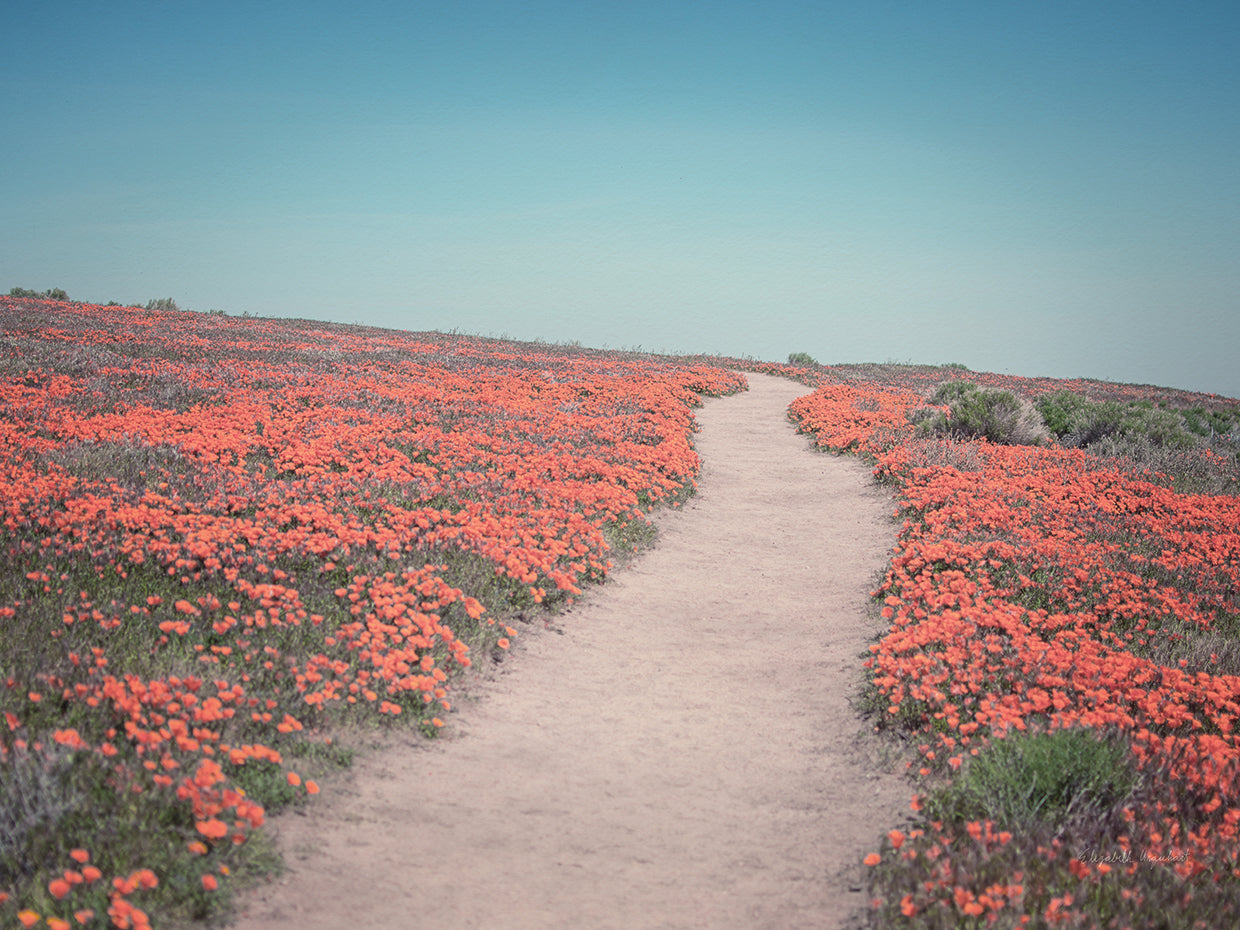 California Blooms IV