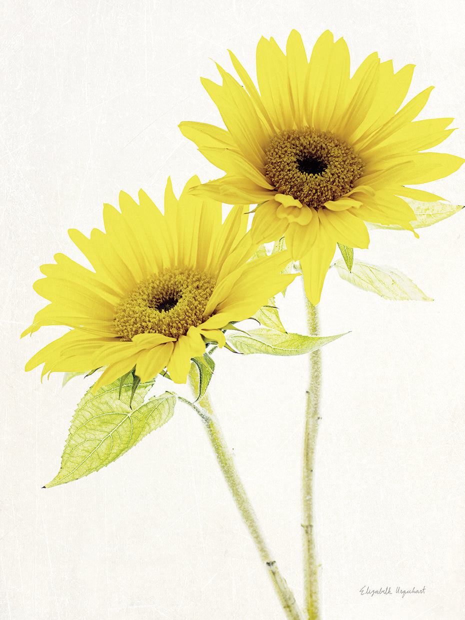 Light and Bright Floral VII