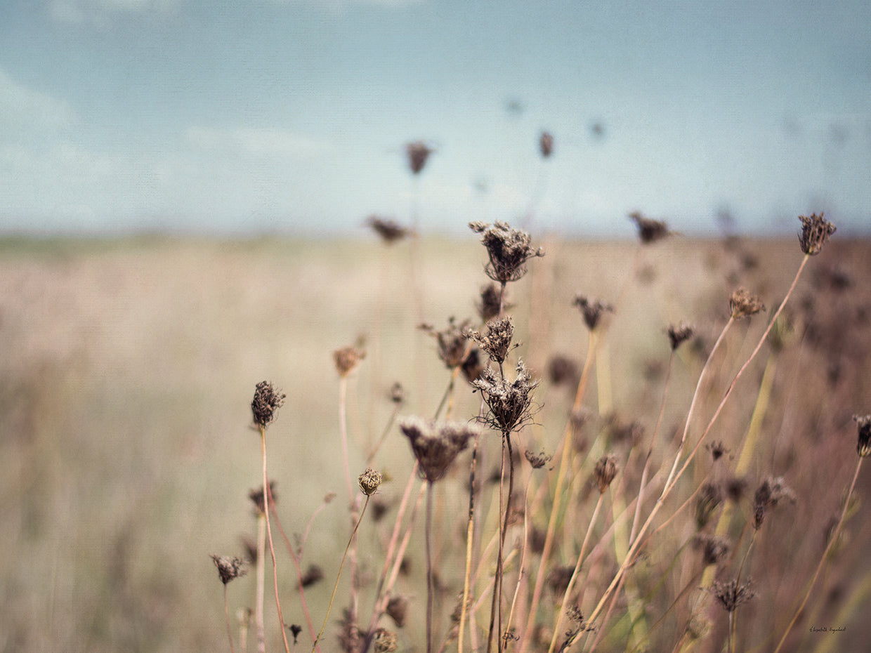 Falling Queen Annes Lace I Crop