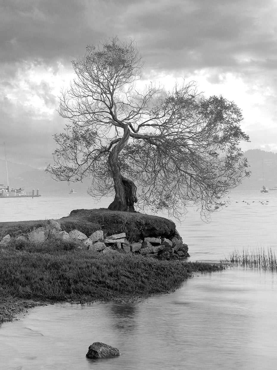 Coastal Oak Series No. 1