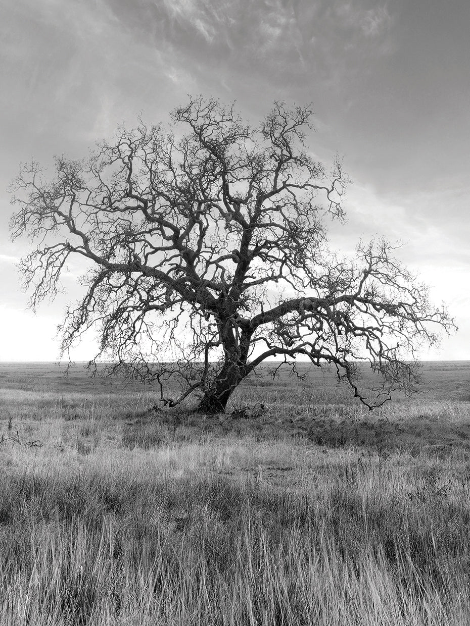 Coastal Oak Series No. 12