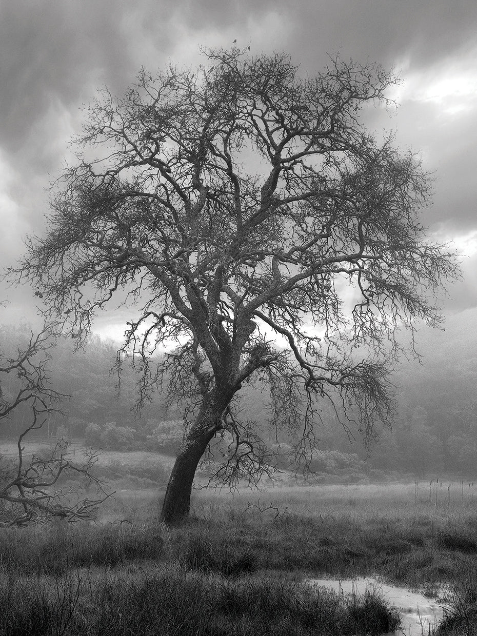 Coastal Oak Series No. 13