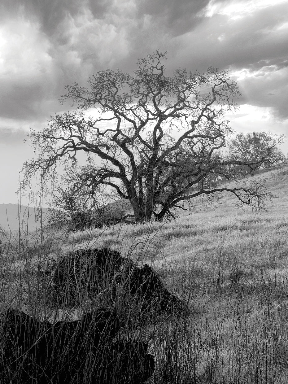 Coastal Oak Series No. 16