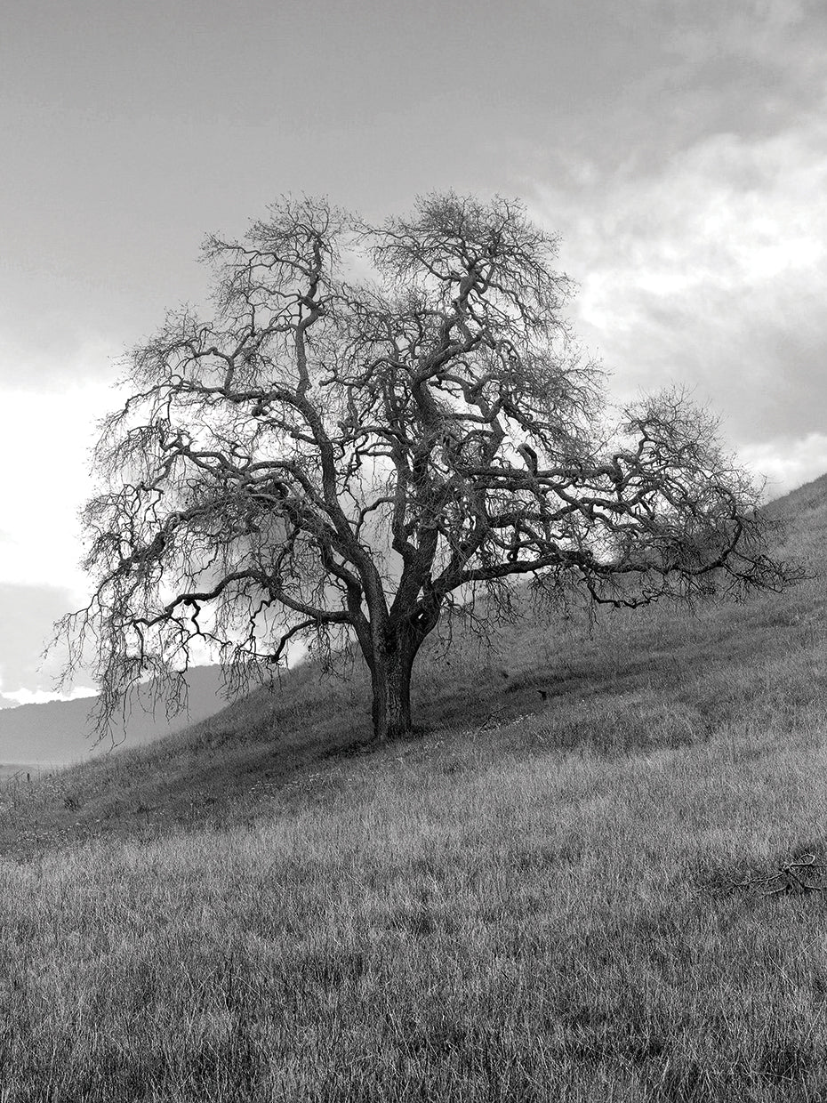 Coastal Oak Series No. 17