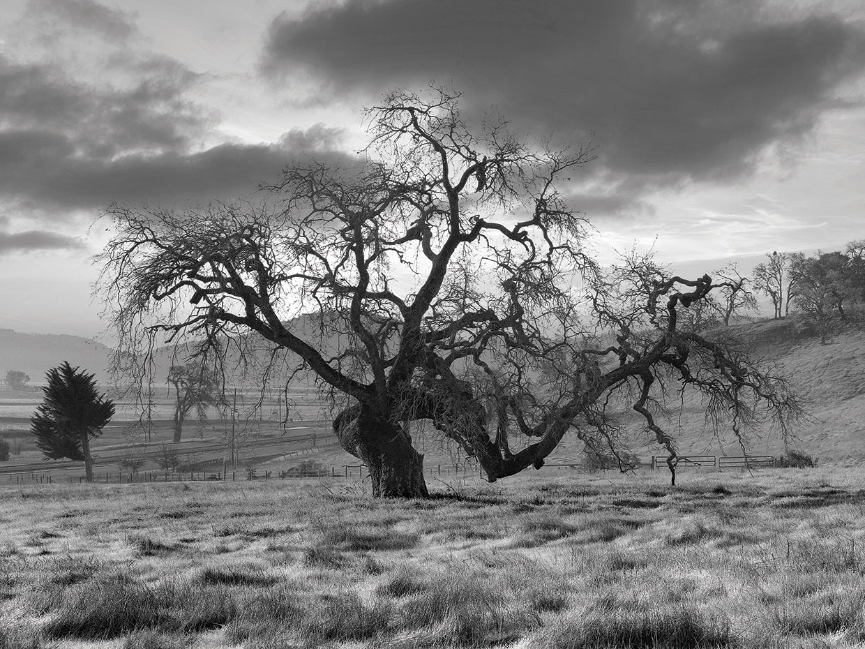 Coastal Oak Series No. 46