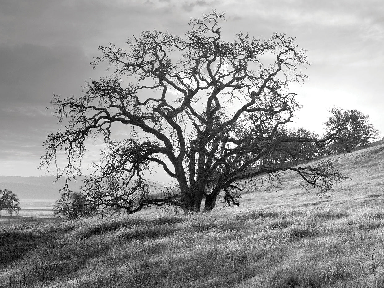 Coastal Oak Series No. 47