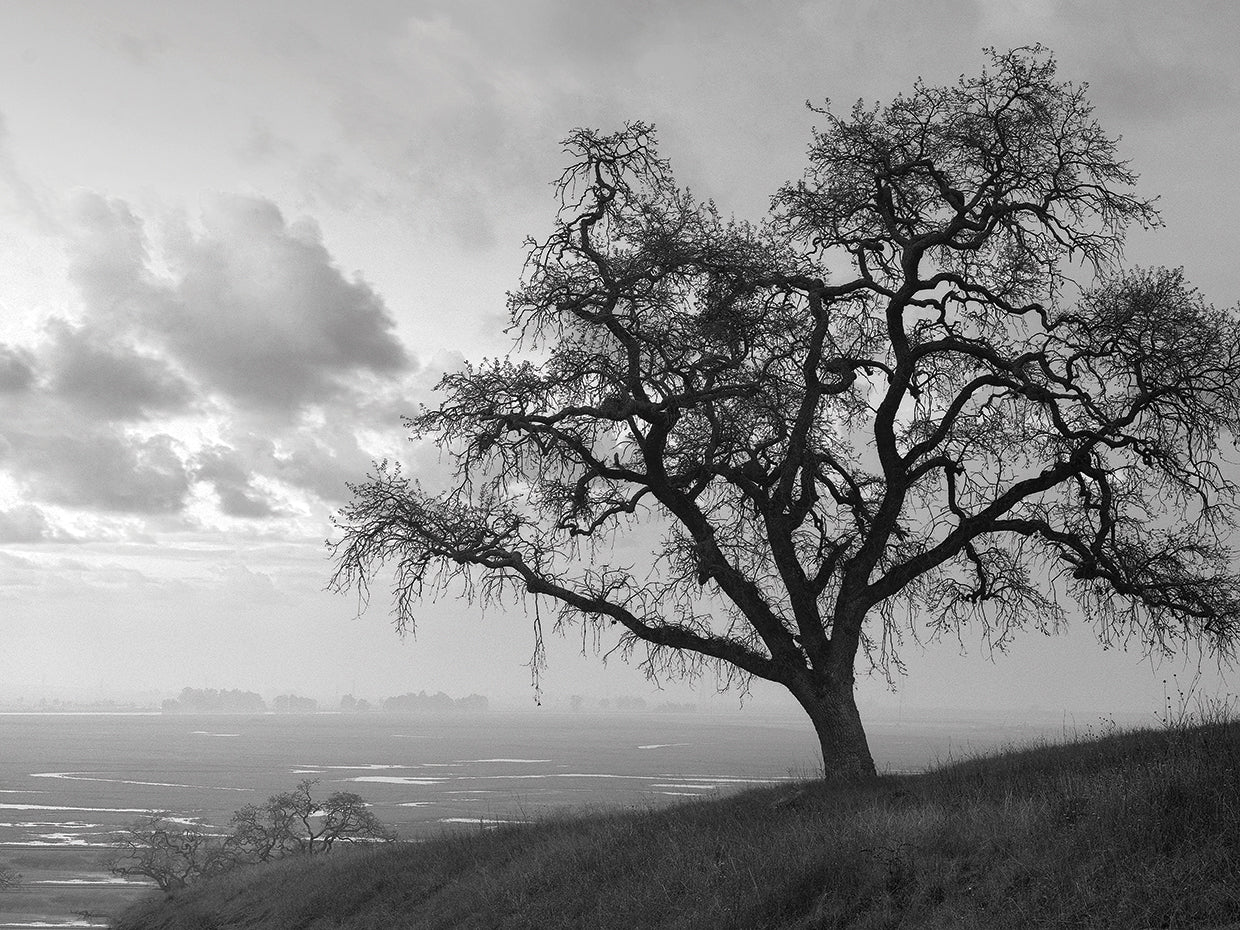 Coastal Oak Series No. 48