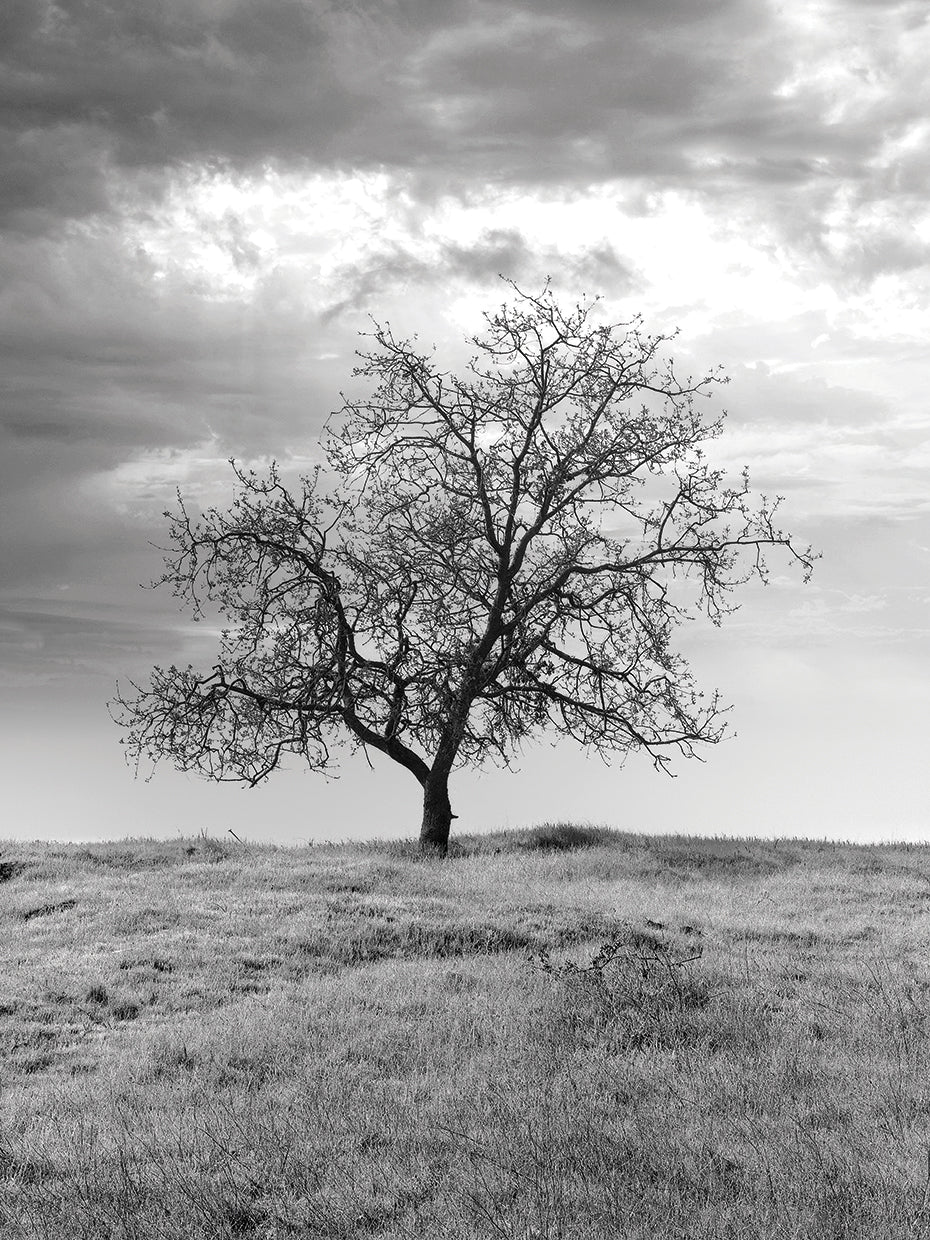 Coastal Oak Series No. 23