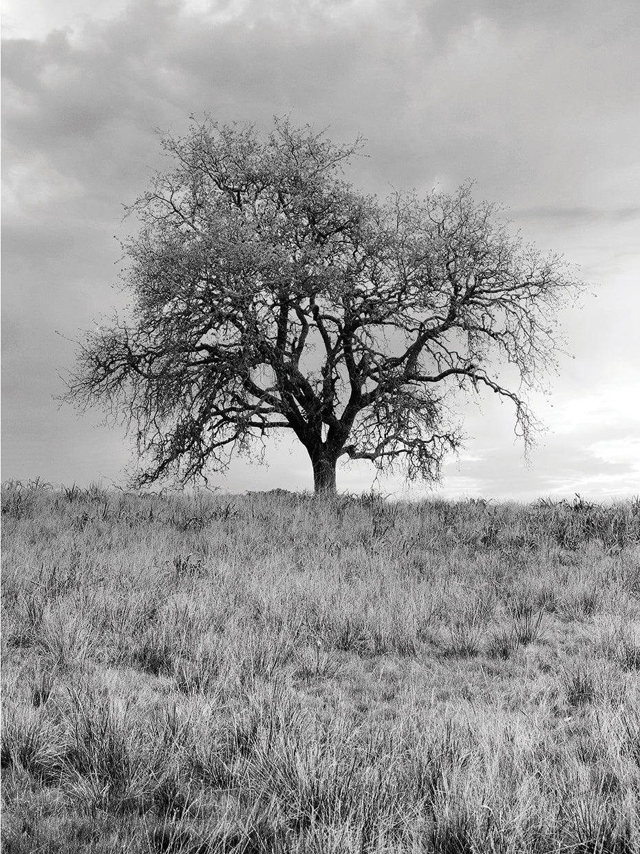 Coastal Oak Series No. 26