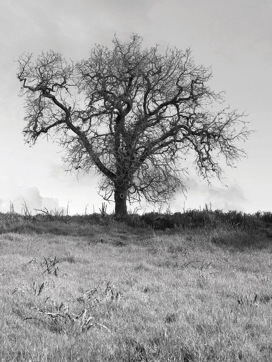 Coastal Oak Series No. 30