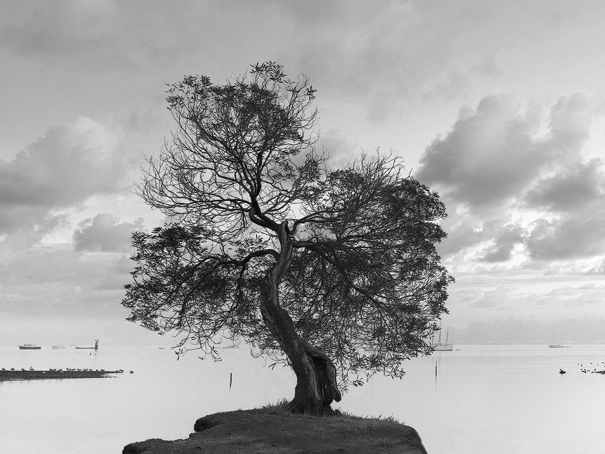 Coastal Oak Series No. 36