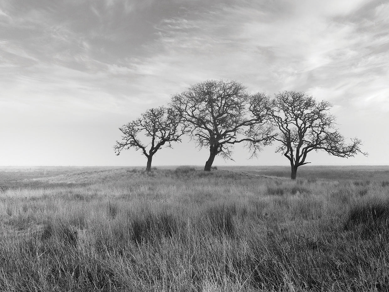 Coastal Oak Series No. 40