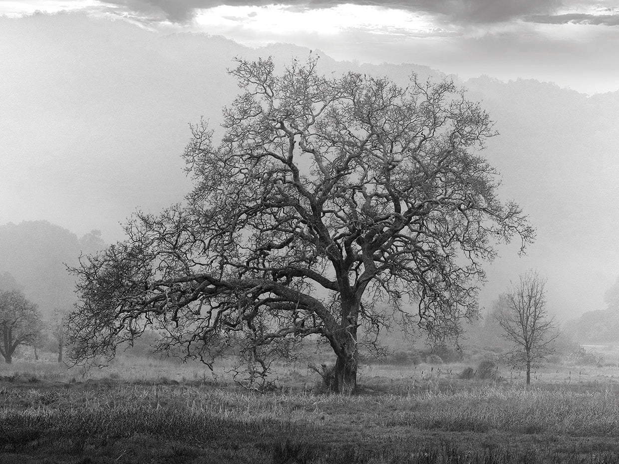 Coastal Oak Series No. 41