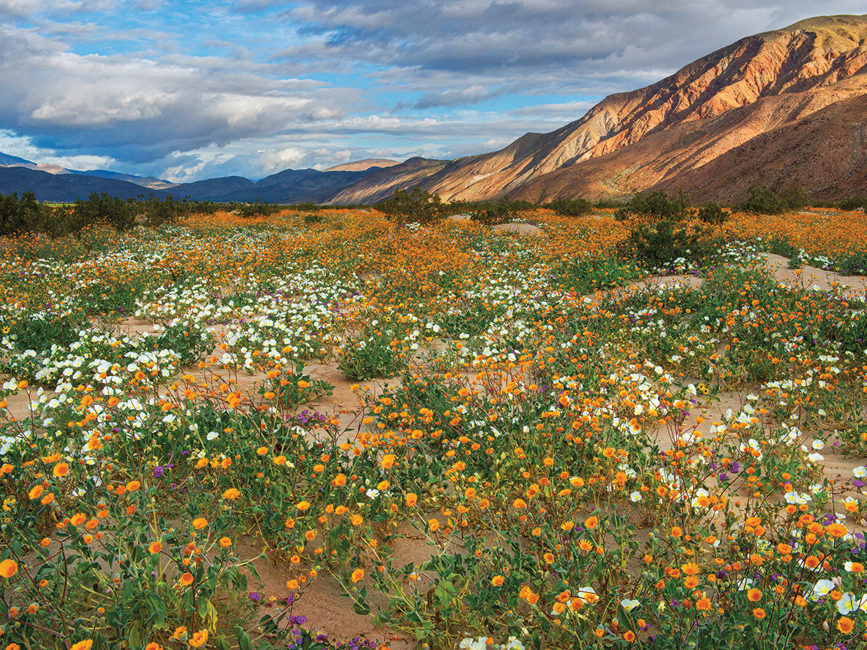 Desert Wildflowers in Henderson Canyon
