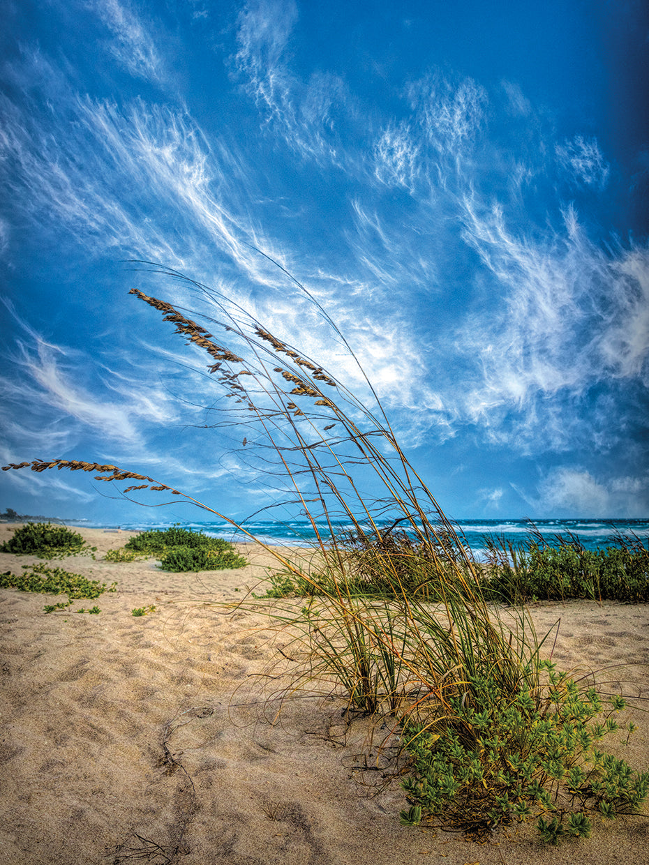 Waving in the Dune Wind II