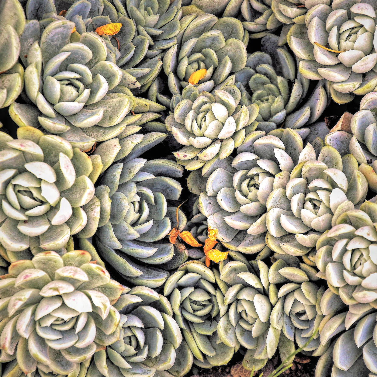 Garden Succulent Botanicals I
