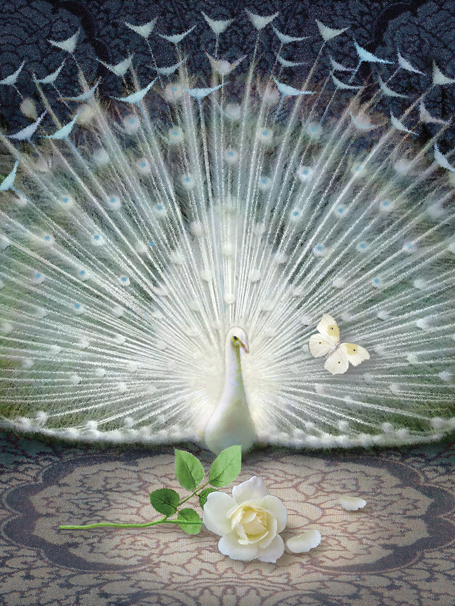 Release-White Peacock