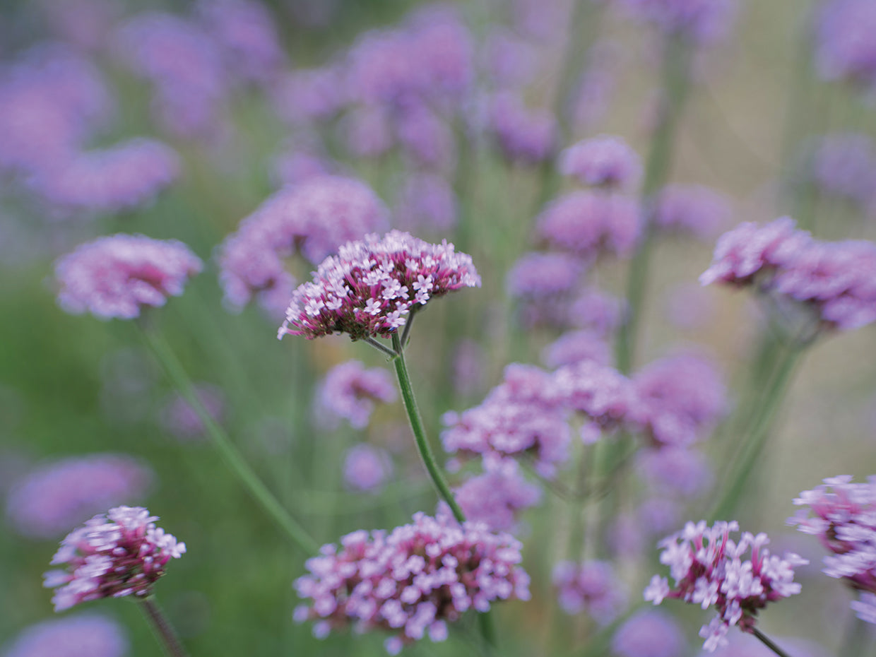 Lavender Field I