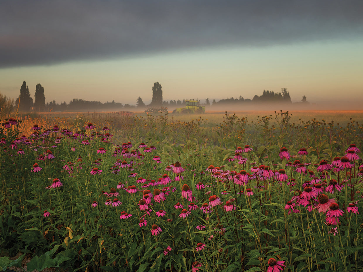 Light on the Horizon