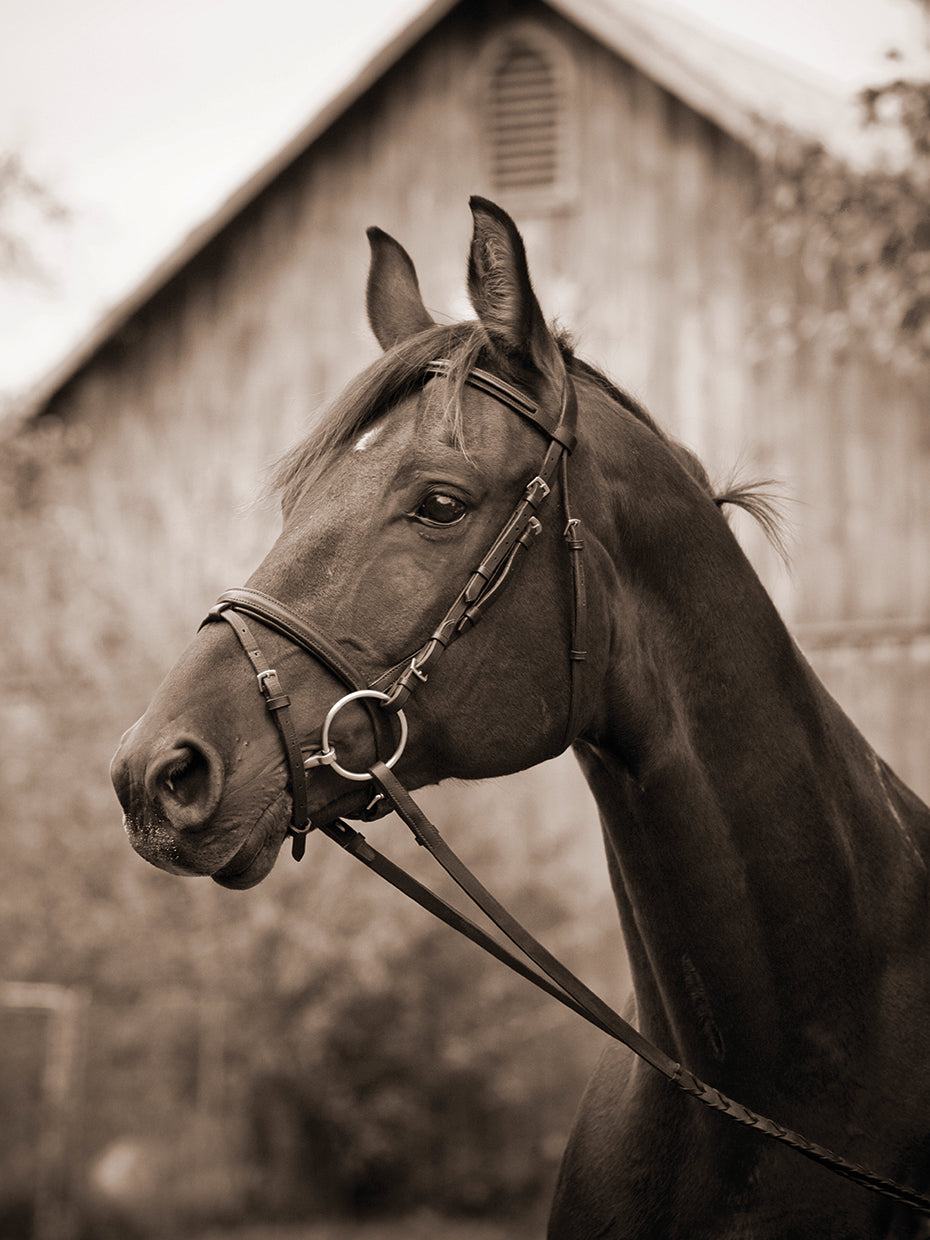 Barn & Bridle