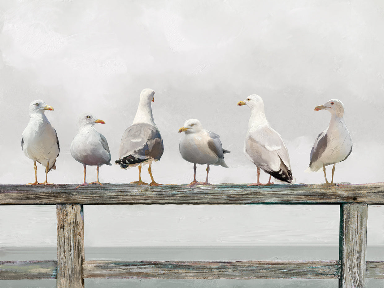 Gathering of Gulls