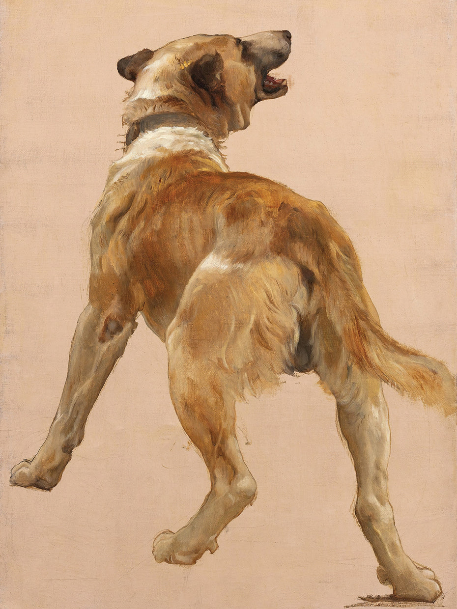 Study of the dog of hom?re et son guide