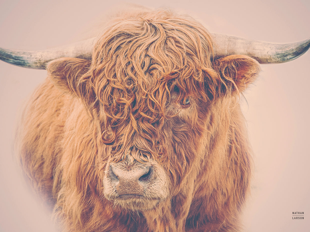 Highland in the Winter Fog