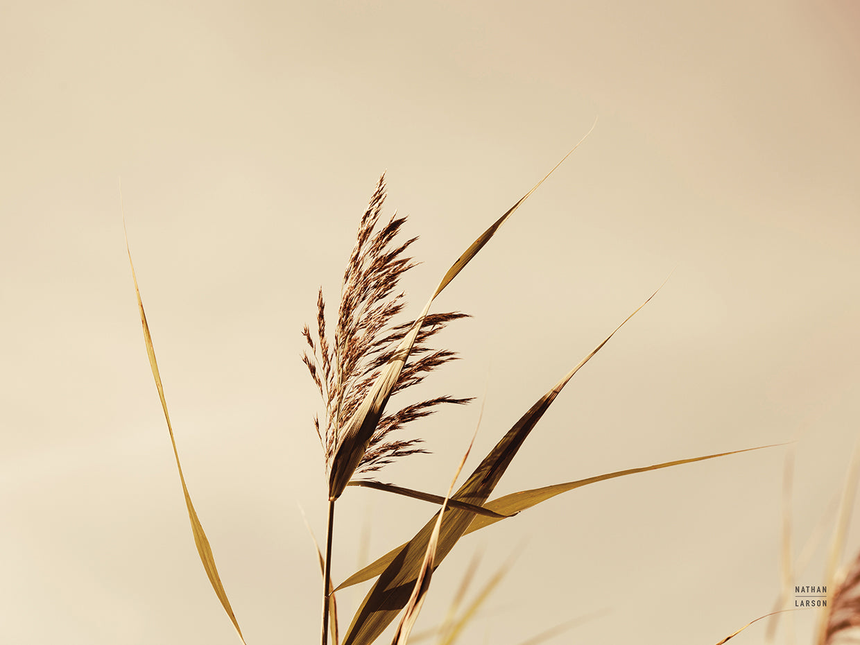 Summer Reeds II